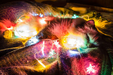 The cat is resting in a glowing Christmas garland.