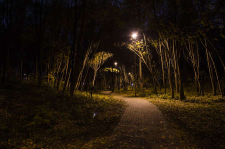 Footpath in the night forest in the park with glowing lanterns. Landscape of night park