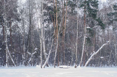 Winter forest. Wall of trees with snow covered branches