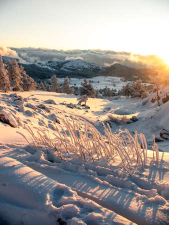 Snow covered mountains with hills covered fir-tree forest. Winter mountains landscapeの写真素材