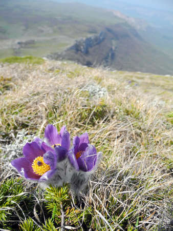 Pasque-flower violet flower blooming on the mountain slope in spring closeup.の写真素材