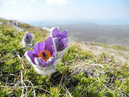 Pasque-flower violet flower blooming on the mountain slope in spring closeup.