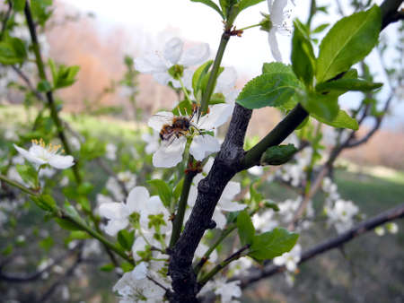 bee on flowers of white cherries in spring.