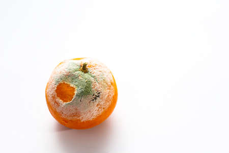 moldy orange on white backgroundの写真素材