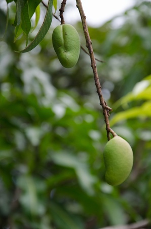 Fresh Green Mango Hanging on Tree の写真素材