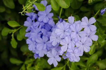Closeup of Cape Leadwort の写真素材