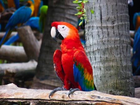 Beautiful Macaw Parrotの写真素材