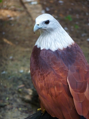 Bald Eagle   Haliaeetus leucocephalus   - Symbol of Freedomの写真素材