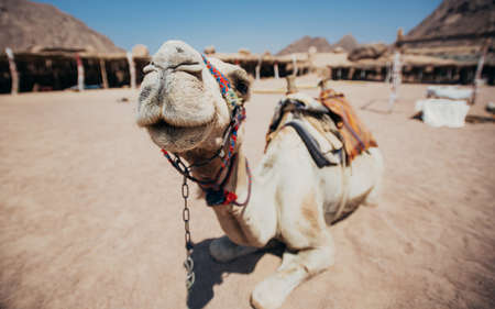 Camel in Sharm El Sheikhの写真素材