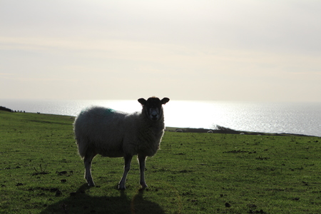 Sheepの写真素材