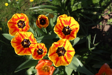 Garden Flowersの写真素材