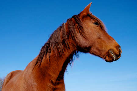 Horse during winter in France.の写真素材