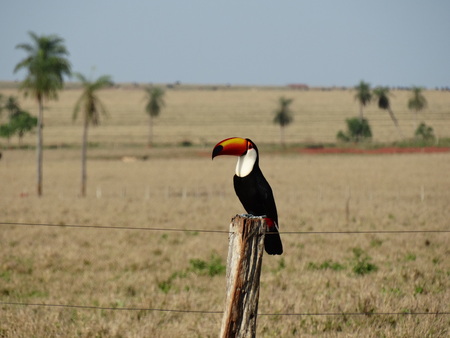 Tucano in Bonito - Mato Grosso do Sul