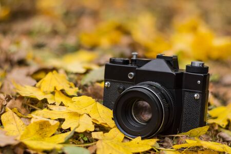 Retro camera with yellow autumn leaves in the forest.の写真素材