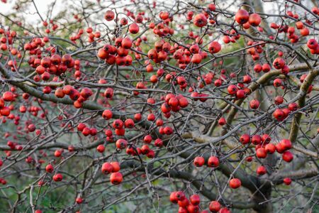 Abundance of small red berries on a bush at autumn.の写真素材