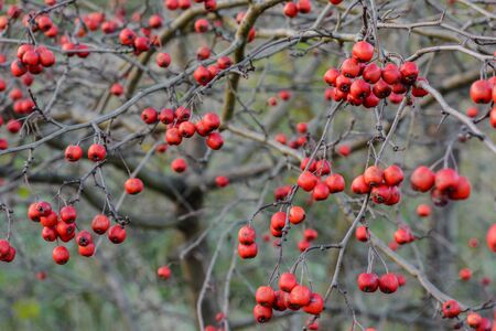 The abundance of small red berries on the bush in the autumn time.の写真素材