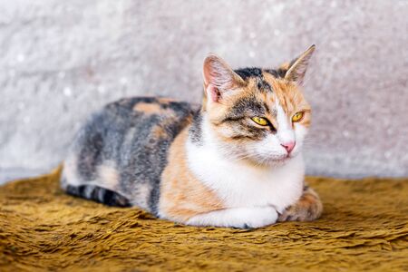 The colorful cat lies on a orange blanket outdoors.の写真素材