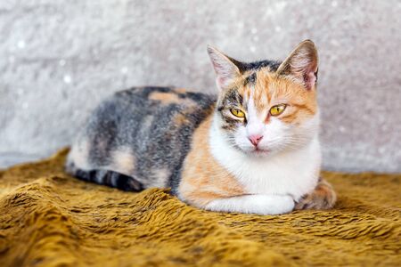 The colorful cat lies on a orange blanket outdoors.の写真素材