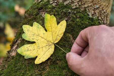 The man's holding a dry autumn leaf in hand on a moss background. Focus on a leaf.の写真素材