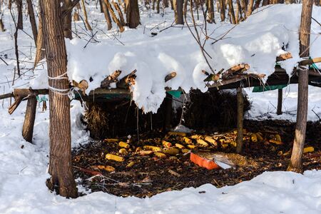 Feeder with corn for wild animals covered with snow located in between bare trees in winter forest.の写真素材