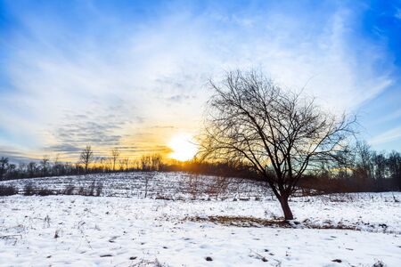 Beautiful winter sunset, lonely tree, snow-covered field and dramatic sky. Winter landscape.の写真素材