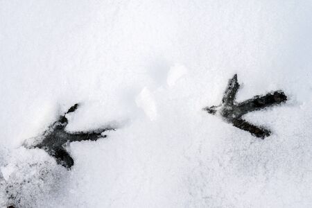 Traces of birds in fresh snow on a cold winter day.の写真素材