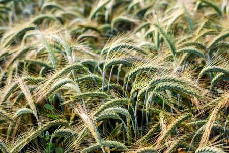 Green barley field background on a sunny day. Selective focus.の写真素材