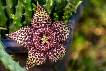 Fresh blooming flower of a Stapelia Orbea Variegata, decorative garden plant. Selective focus.の写真素材