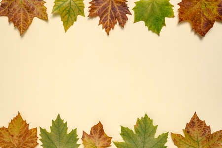 Minimal autumn composition background of colorful maple fallen leaves with copy space for text....