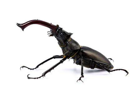 Stag beetle isolated on white background (Lucanus Cervus)の写真素材