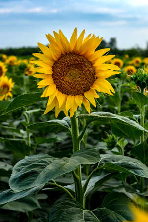 A field of blooming sunflowers on a sunny summer day with a background of blue sky.の写真素材