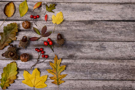 Top view of various colorful autumn leaves, acorns and rosehip berries on wooden background with...