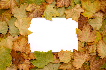Autumn composition background of paper blank and colorful maple fallen leaves with copy space for...