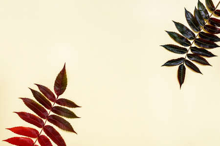 Multicolor leaves of sumac tree on beige background with copy space for text. Autumn concept.の写真素材