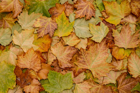 Background of fallen autumn multicolored maple leaves.