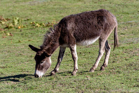 A young cute donkey grazes in a meadow on a sunny day.の写真素材