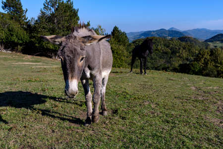 A cute donkey and horse in the pasture on a sunny day.の写真素材