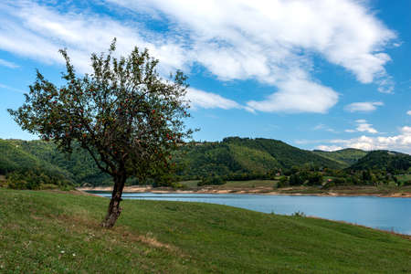 Beautiful landscape of lonely apple tree next to lake with blue sky and clouds. Rovni lake near the...