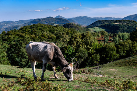 Cow on a mountain meadow with blue sky. Indigenous Balkan cattle, Busha on the mountain peak Rozanj...