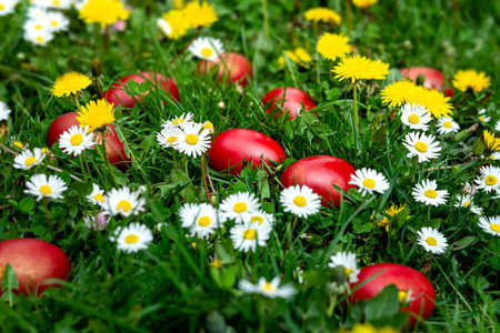 Decorated red Easter eggs on green grass with bloomed dandelions and daisies. Easter concept.