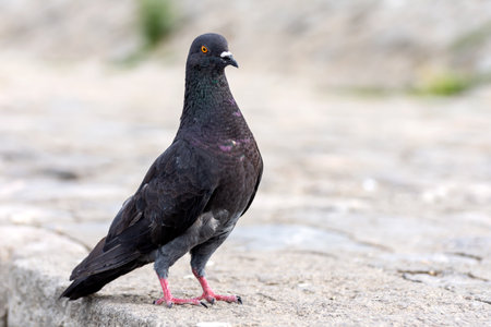 Portrait of a common pigeon on pavement.