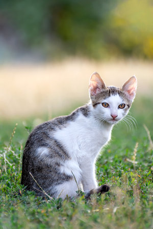 A pretty little cat sits on a green grass.の写真素材