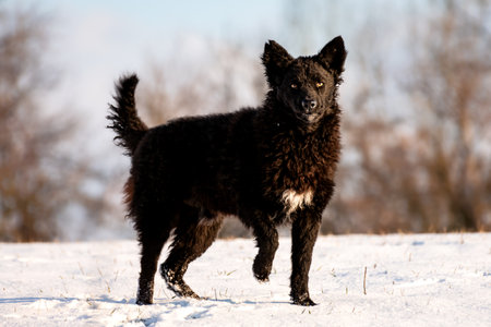 Black sheepdog is standing on the cold snow in the winter park on a sunny day. Old Balkanian breed...