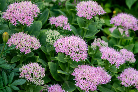 Hylotelephium spectabile or common name as sedum spectabile showy stonecrop, succulent ornamental plant with green leaves and broad spreading pink flowers.の写真素材