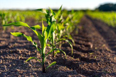 Young corn plants growing on the field on a sunny day. Selective focus.の写真素材