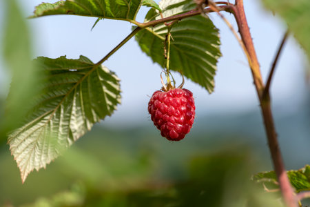 Close-up of ripe red raspberry on the branch in the garden surrounded by green leaves.の写真素材