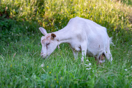 A white goat grazing on green meadow at sunny day.の写真素材