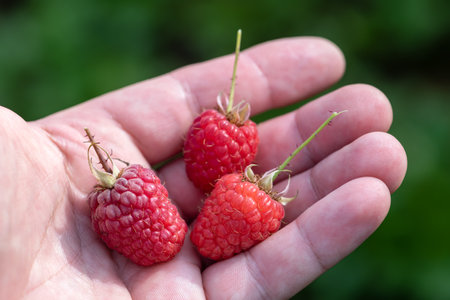 Several juicy and ripe raspberries in the palm of your hand. Selective focus.