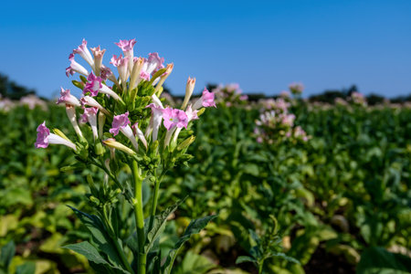 Flowering tobacco plants in tobacco plantation field against blue sky background. Selective focus.の写真素材
