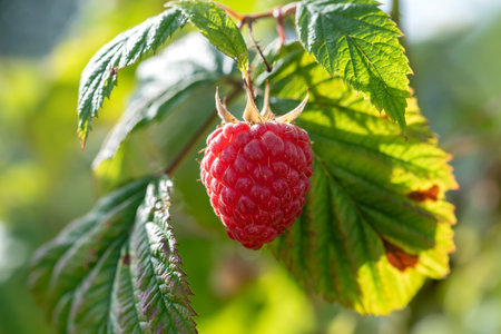 Close-up of ripe red raspberry on the branch in the garden surrounded by green leaves.